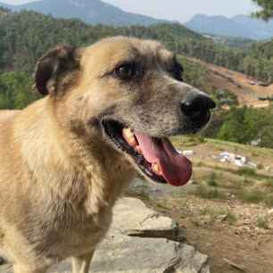 Talio