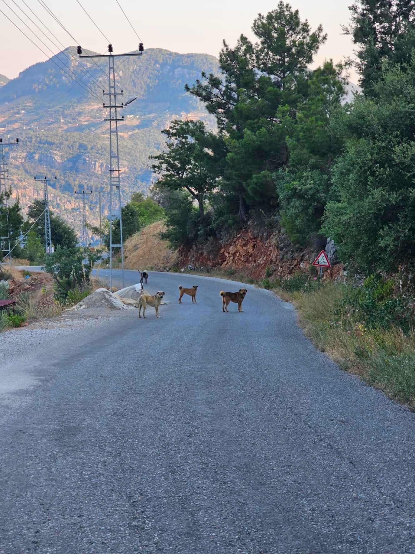 Ein typisches Bild von Straßenhunden