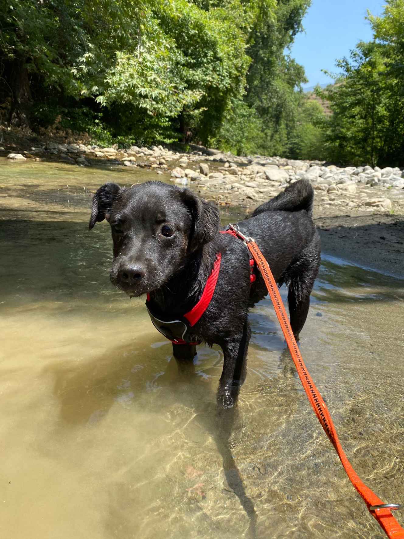 Die Hunde gehen gerne im Fluss unterhalb des Hauses baden.