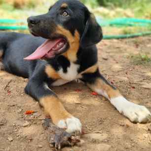 Samu