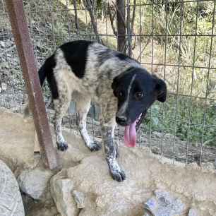 Shanti