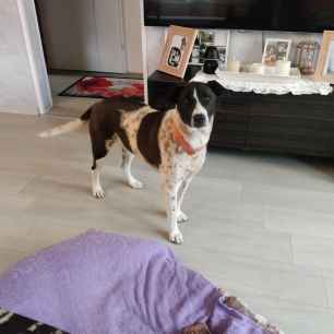 Frieda