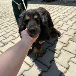 Luca