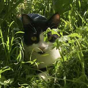 Kitano
