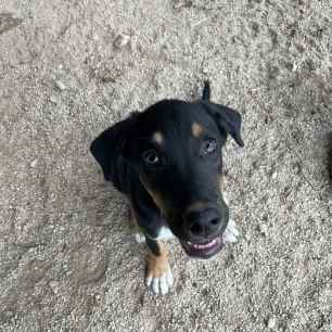 Samu