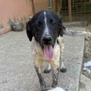 Shanti