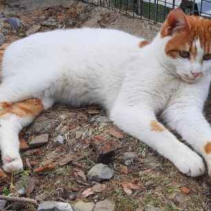 Oskar