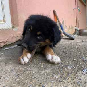 Samu