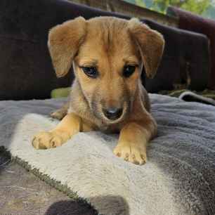 Smilla