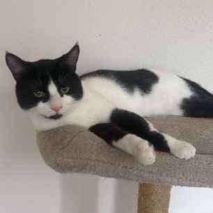 Kitano