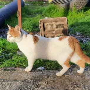 Oskar
