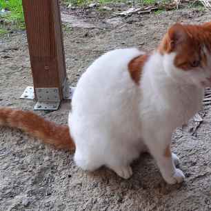 Oskar