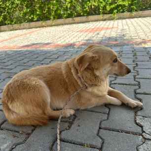Kaya