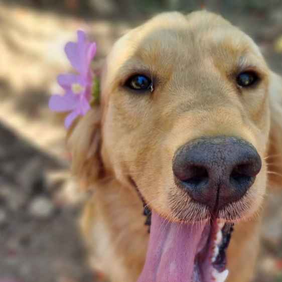 Hazel