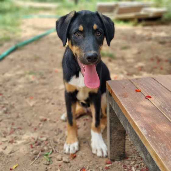 Samu