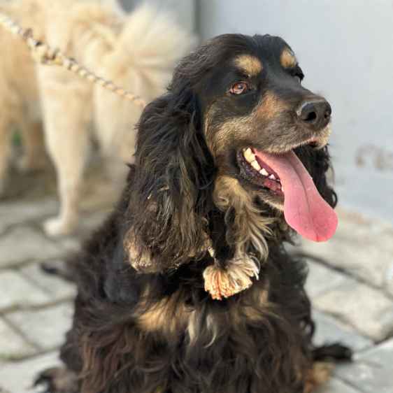 Luca
