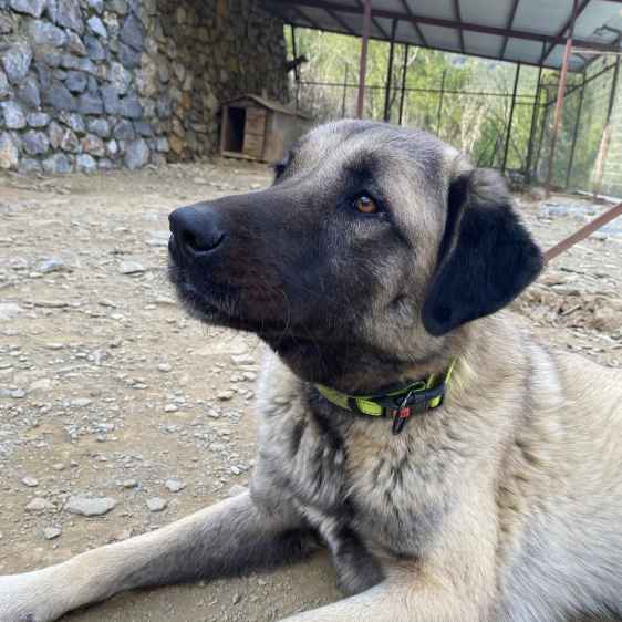 Ronja