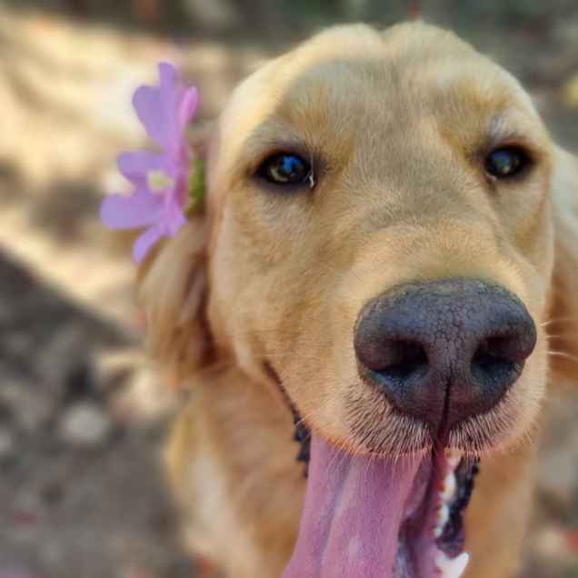 Hazel