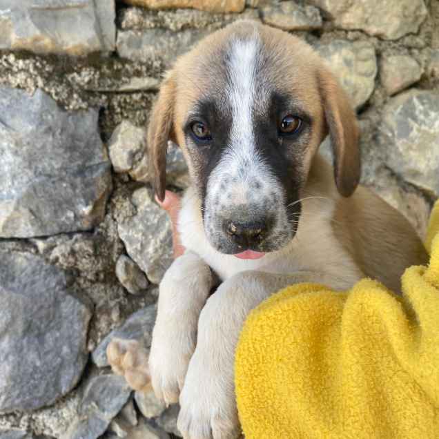 Hugo