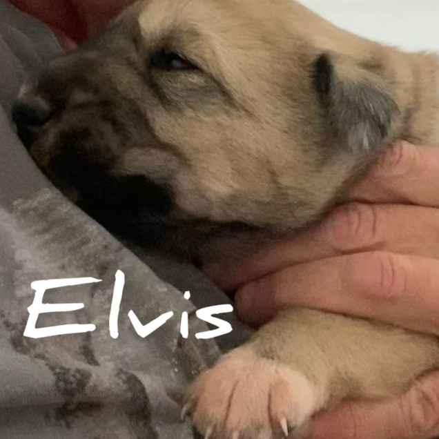 Welpe Elvis