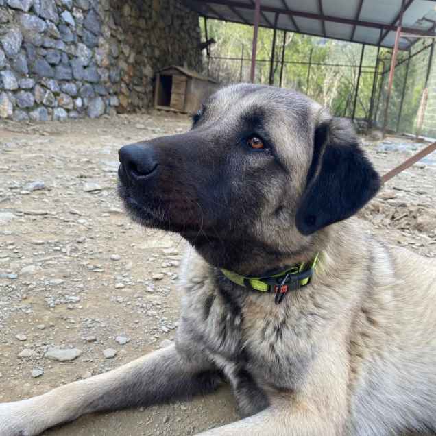 Ronja