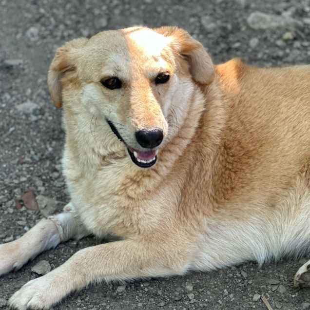 Kaya