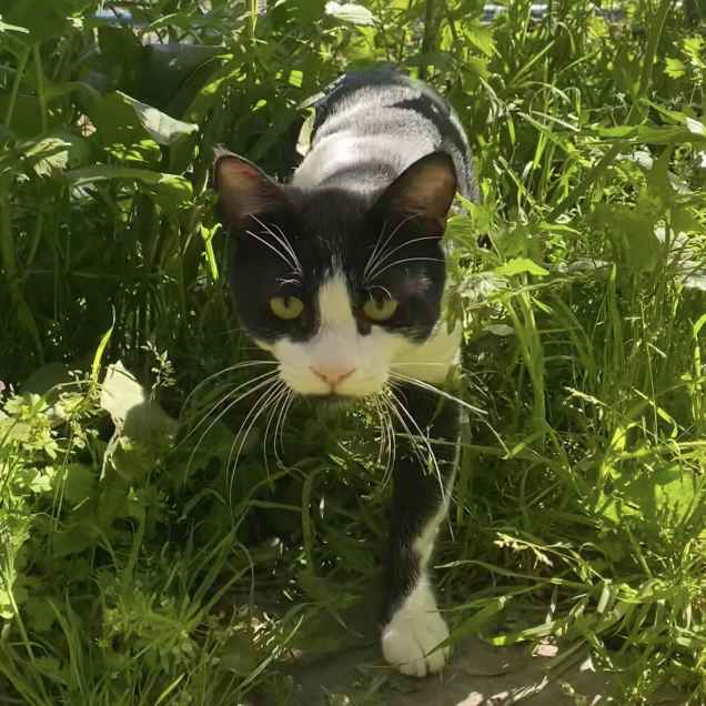 Kitano